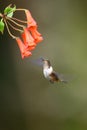 Blue hummingbird Violet Sabrewing flying next to beautiful red flower. Tinny bird fly in jungle. Wildlife in tropic Costa Rica. Royalty Free Stock Photo