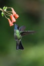 Blue hummingbird Violet Sabrewing flying next to beautiful red flower. Tinny bird fly in jungle. Wildlife in tropic Costa Rica. Royalty Free Stock Photo