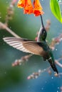 Blue hummingbird Violet Sabrewing flying next to beautiful red flower. Royalty Free Stock Photo