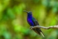 Blue hummingbird Violet Sabrewing flying next to beautiful red flower. Royalty Free Stock Photo