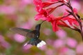 Blue hummingbird Violet Sabrewing near red bloom with pink background in Costa Rica