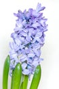 Blue hyacinth Royalty Free Stock Photo