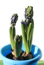 Blue hyacinth Royalty Free Stock Photo
