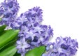 Blue Hyacinth