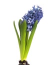 Blue hyacinth