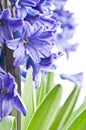 Blue hyacinth close-up Royalty Free Stock Photo