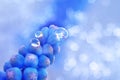 Blue hyacinth drop Royalty Free Stock Photo