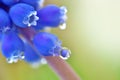 Blue hyacinth drop Royalty Free Stock Photo