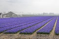 Blue hyacinth field, grenhouse and railway