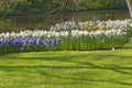 Blue hyacinth field with white lent lilies Royalty Free Stock Photo