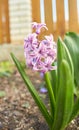 Blue hyacinth in the flower bed in the garden. Royalty Free Stock Photo