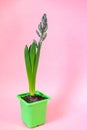 Blue hyacinth flower closed bud in green transportation pot on pink background. Copy space Royalty Free Stock Photo