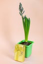 Blue hyacinth flower closed bud in green transportation pot on pink background. Copy space Royalty Free Stock Photo