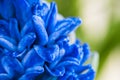 Blue hyacinth flower closeup Royalty Free Stock Photo