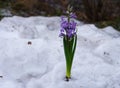 A blue Hyacinth flower growing through the snow Royalty Free Stock Photo