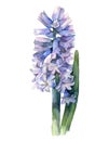 Blue hyacinth flower isolated on white background.