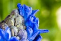 Blue hyacinth flower macro Royalty Free Stock Photo