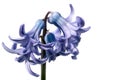 macro detail of hyacinth flower