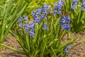 blue hyacinth flower for motherdays Royalty Free Stock Photo