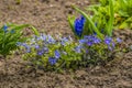 a blue hyacinth flower for motherday Royalty Free Stock Photo