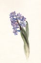 Blue hyacinth flower watercolor painting