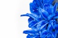 Blue hyacinth flower on white Royalty Free Stock Photo