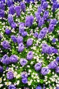 Blue hyacinth flowerbed Royalty Free Stock Photo