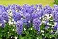 Blue hyacinth flowerbed Royalty Free Stock Photo