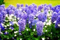 Blue hyacinth flowerbed Royalty Free Stock Photo