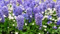 Blue hyacinth flowerbed Royalty Free Stock Photo