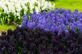 Blue hyacinth flowerbed Royalty Free Stock Photo