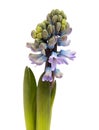 Blue hyacinth flowering spike, forced winter bulb