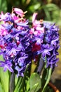 Blue hyacinth flowers