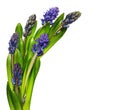 Blue hyacinth flowers and leaves in a wave arrangement