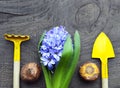 Blue Hyacinth,gardening tools and Gladioli bulbs on old wooden table.Spring garden works concept.