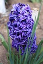 Blue hyacinth highlighting the extent of its color