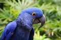 Blue Hyacinth Macaw Royalty Free Stock Photo