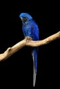 Blue hyacinth macaw Anodorhynchus hyacinthinus perched on branch, eating Brazil nut. Isolated on black. The largest macaw Royalty Free Stock Photo