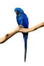 Blue hyacinth macaw, Anodorhynchus hyacinthinus, perched on branch, eating Brazil nut. Isolated on white. The largest macaw Royalty Free Stock Photo