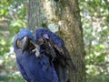 Scratching Blue Hyacinth Macaw Bird Royalty Free Stock Photo