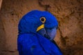 Blue Hyacinth macaw bird peaking