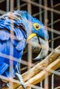 Blue Hyacinth macaw parrot in zoo. Royalty Free Stock Photo