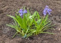 Blue hyacinth with muscari bloomed on a flower bed