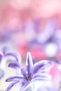 Blue hyacinth on pink background