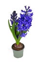 Blue Hyacinth plant \'Hyacinthus Blue Pearl\' in pot Royalty Free Stock Photo