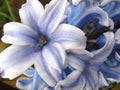 Hyacinth . Beauty of blue spring flower. Macro. Background. Royalty Free Stock Photo