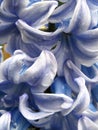 Blue hyacinth spring flower with water drops after rain. Macro. Soft background. Royalty Free Stock Photo