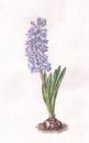 Blue hyacinth watercolor painting