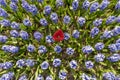 Blue Hyacinthe bulb field Royalty Free Stock Photo