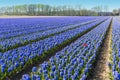 Blue Hyacinthe bulb field Royalty Free Stock Photo